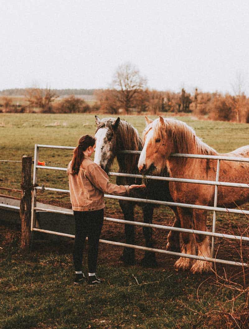 Clicker Training Bien Avec Mon Cheval