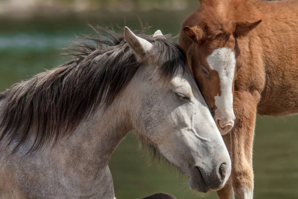 Comment les émotions affectent le comportement du cheval et comment les