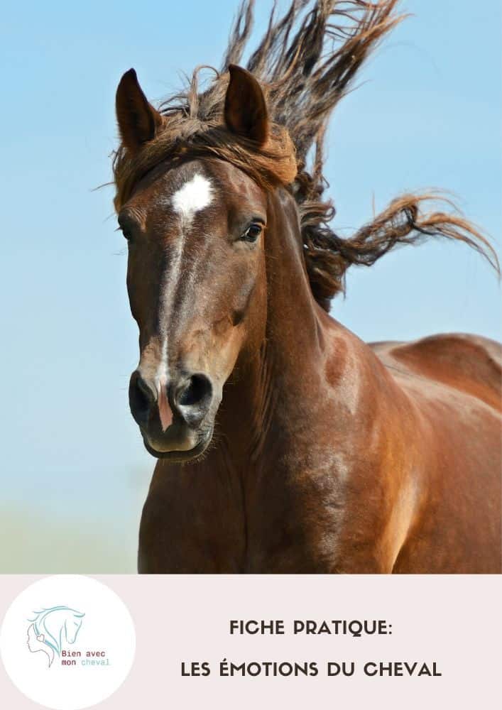 Fiches Pratiques Pour Mieux Comprendre Son Cheval Bien Avec Mon Cheval fiches-pratiques-pour-mieux-comprendre-son-cheval-bien-avec-mon-cheval